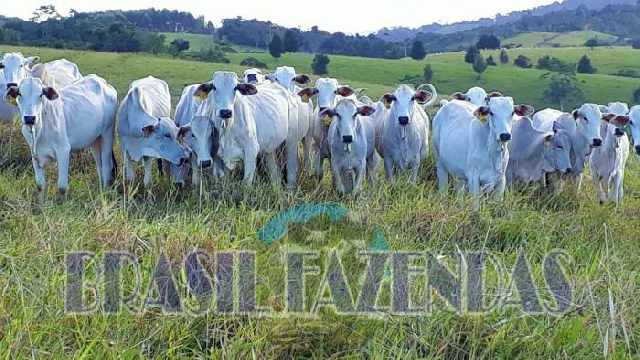 Foto 1 - Fazenda em itamaraju  433 hectares pecuria